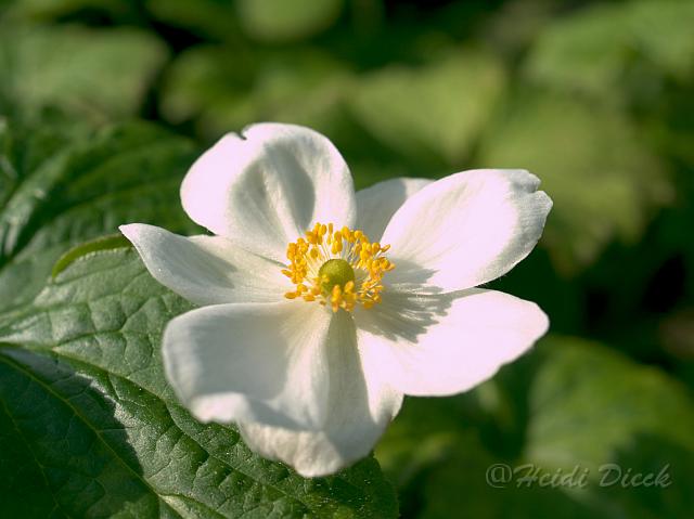hybrAndrea Atkinson1.jpg - Anemone hybr Andrea Atkinson